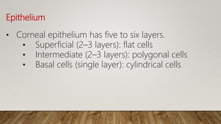 Epithelium
• Corneal epithelium has five to six layers.
• Superficial (2–3 layers): flat cells
• Intermediate (2–3 layers): polygonal cells
• Basal cells (single layer): cylindrical cells
 