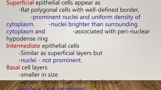 Superficial epithelial cells appear as
-flat polygonal cells with well-defined border,
-prominent nuclei and uniform density of
cytoplasm. -nuclei brighter than surrounding
cytoplasm and -associated with peri-nuclear
hypodense ring
Intermediate epithelial cells
-Similar as superficial layers but
-nuclei - not prominent.
Basal cell layers
-smaller in size
-appear denser than other two layers
 