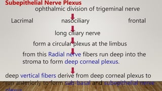ophthalmic division of trigeminal nerve
Lacrimal nasociliary frontal
long ciliary nerve
form a circular plexus at the limbus
from this Radial nerve fibers run deep into the
stroma to form deep corneal plexus.
Subepithelial Nerve Plexus
deep vertical fibers derive from deep corneal plexus to
run anteriorly to form sub-basal and subepithelial nerve
 