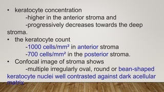 • keratocyte concentration
-higher in the anterior stroma and
-progressively decreases towards the deep
stroma.
• the keratocyte count
-1000 cells/mm² in anterior stroma
-700 cells/mm² in the posterior stroma.
• Confocal image of stroma shows
-multiple irregularly oval, round or bean-shaped
keratocyte nuclei well contrasted against dark acellular
matrix
 