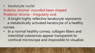 • keratocyte nuclei
Anterior stromal -rounded bean-shaped
Posterior stroma - irregularly oval.
• A bright highly reflective keratocyte represents
a metabolically activated keratocyte of a healthy
cornea.
• In a normal healthy cornea, collagen fibers and
interstitial substances appear transparent to
confocal microscope and impossible to visualize.
 