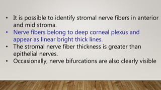 • It is possible to identify stromal nerve fibers in anterior
and mid stroma.
• Nerve fibers belong to deep corneal plexus and
appear as linear bright thick lines.
• The stromal nerve fiber thickness is greater than
epithelial nerves.
• Occasionally, nerve bifurcations are also clearly visible
 