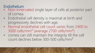 Endothelium
• Non-innervated single layer of cells at posterior part
of cornea.
• Endothelial cell density is maximal at birth and
progressively declines with age.
• Normal endothelial cell count varies from 2400 to
3000 cells/mm² (average 2700 cells/mm²)
• cornea can still maintain the integrity till the cell
count declines below 300-500 cells/mm²
 