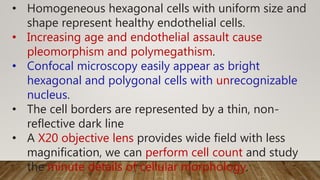 • Homogeneous hexagonal cells with uniform size and
shape represent healthy endothelial cells.
• Increasing age and endothelial assault cause
pleomorphism and polymegathism.
• Confocal microscopy easily appear as bright
hexagonal and polygonal cells with unrecognizable
nucleus.
• The cell borders are represented by a thin, non-
reflective dark line
• A X20 objective lens provides wide field with less
magnification, we can perform cell count and study
the minute details of cellular morphology.
 
