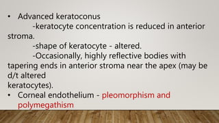• Advanced keratoconus
-keratocyte concentration is reduced in anterior
stroma.
-shape of keratocyte - altered.
-Occasionally, highly reflective bodies with
tapering ends in anterior stroma near the apex (may be
d/t altered
keratocytes).
• Corneal endothelium - pleomorphism and
polymegathism
 