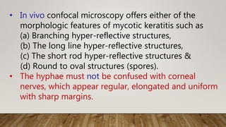 • In vivo confocal microscopy offers either of the
morphologic features of mycotic keratitis such as
(a) Branching hyper-reflective structures,
(b) The long line hyper-reflective structures,
(c) The short rod hyper-reflective structures &
(d) Round to oval structures (spores).
• The hyphae must not be confused with corneal
nerves, which appear regular, elongated and uniform
with sharp margins.
 