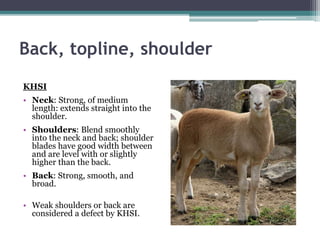 Back, topline, shoulder
KHSI
• Neck: Strong, of medium
length: extends straight into the
shoulder.
• Shoulders: Blend smoo...