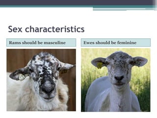 Sex characteristics
Rams should be masculine Ewes should be feminine
 