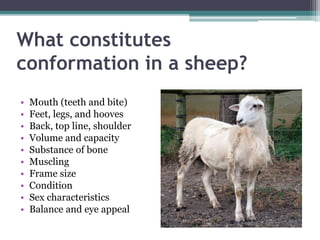 What constitutes
conformation in a sheep?
• Mouth (teeth and bite)
• Feet, legs, and hooves
• Back, top line, shoulder
• V...