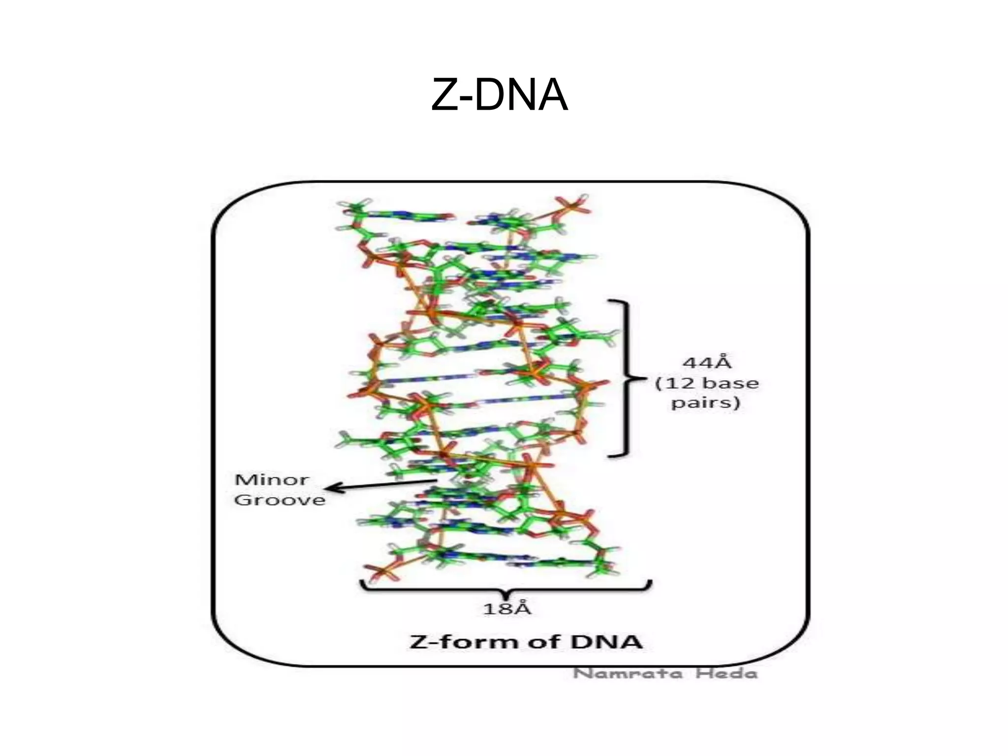 Z-DNA
 