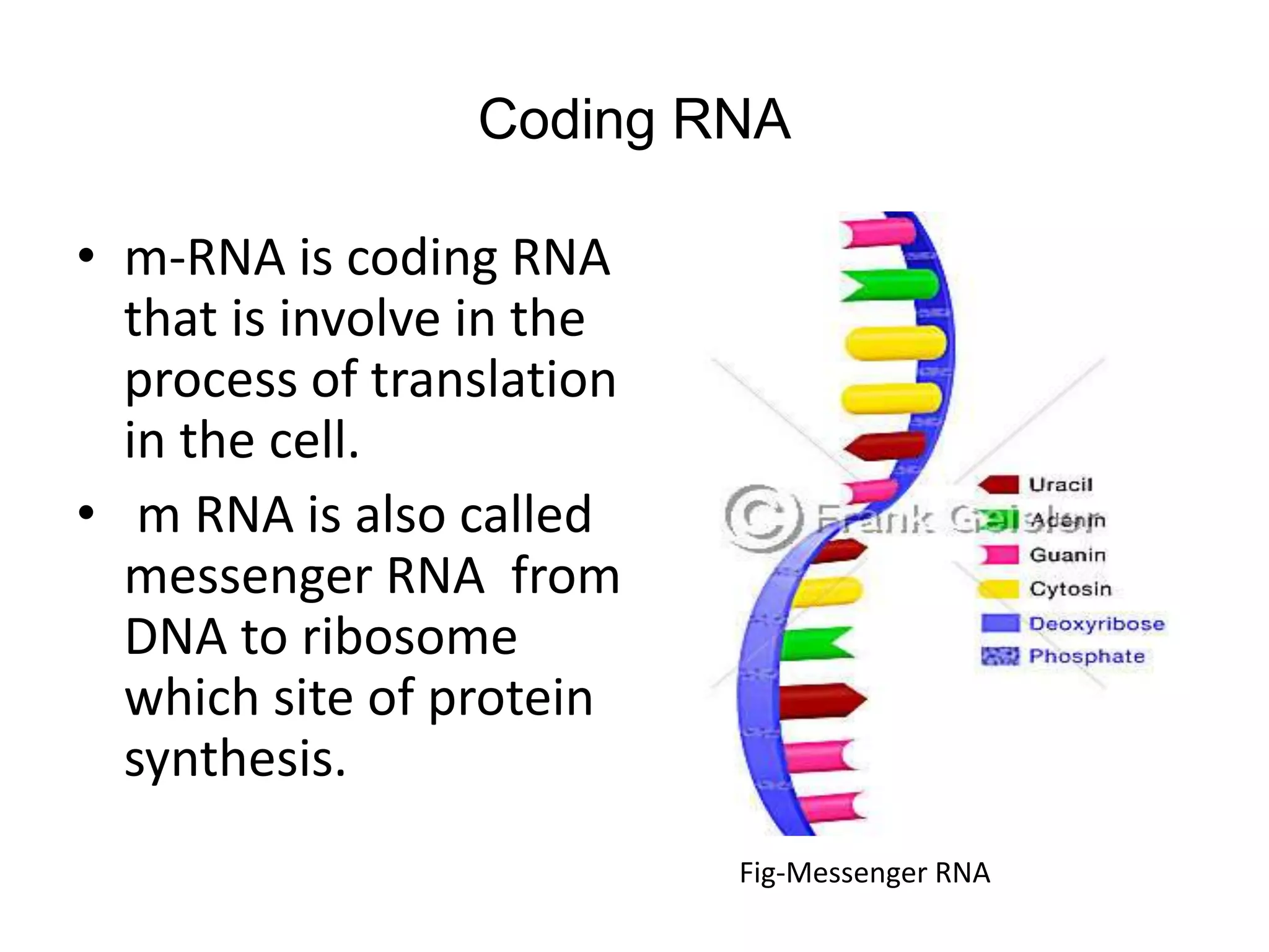 Coding RNA
• m-RNA is coding RNA
that is involve in the
process of translation
in the cell.
• m RNA is also called
messenger RNA from
DNA to ribosome
which site of protein
synthesis.
Fig-Messenger RNA
 