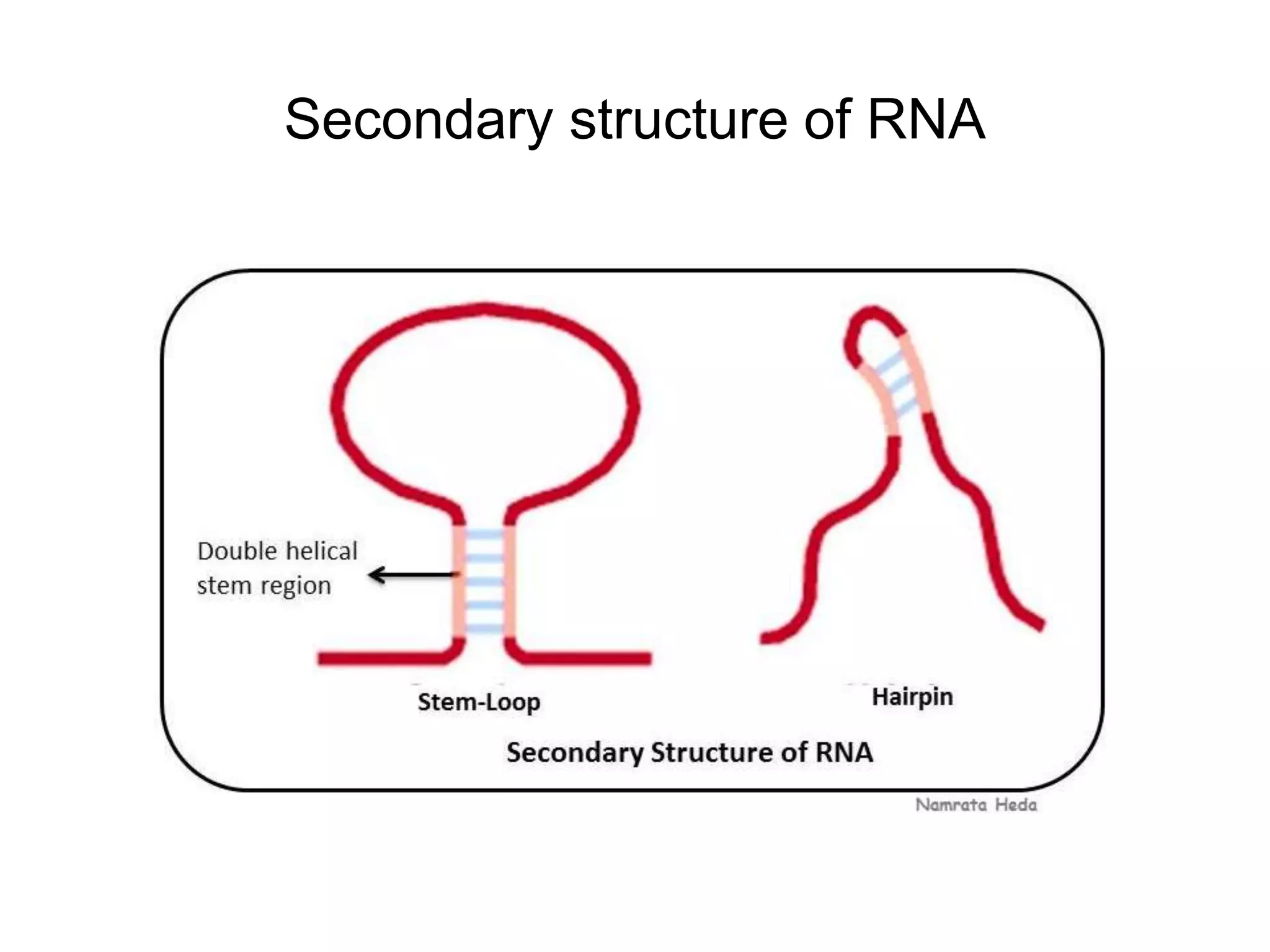 Secondary structure of RNA
 