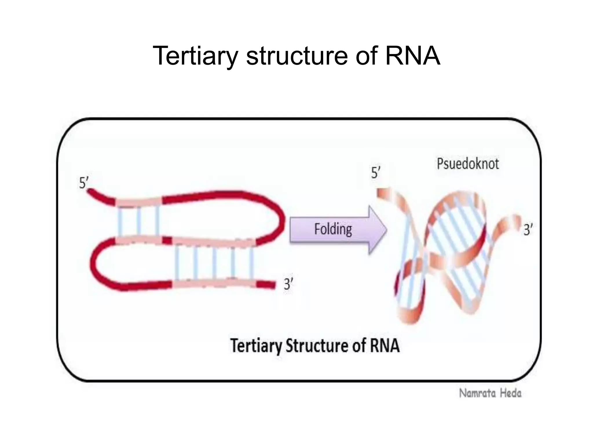Tertiary structure of RNA
 