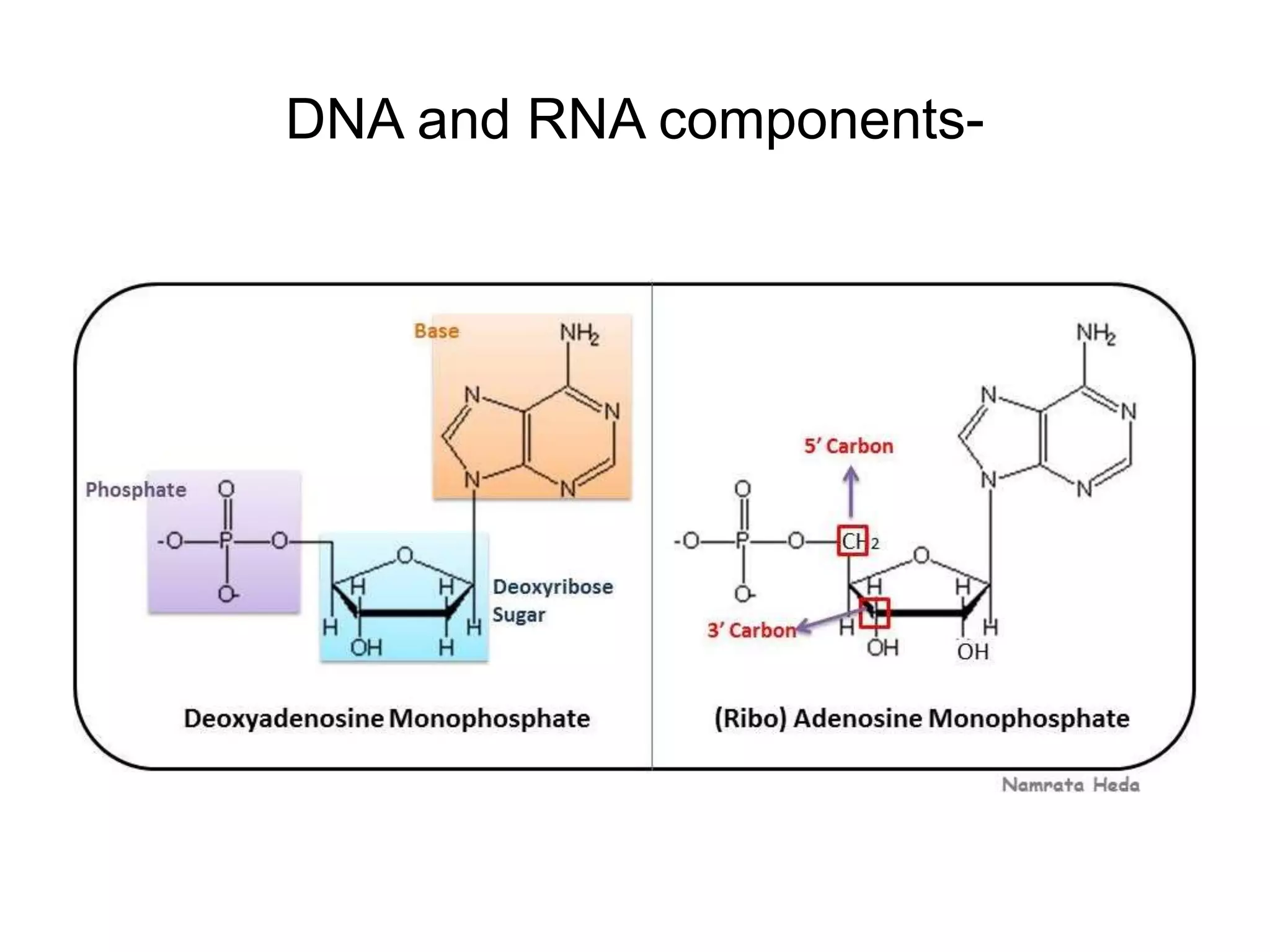 DNA and RNA components-
 