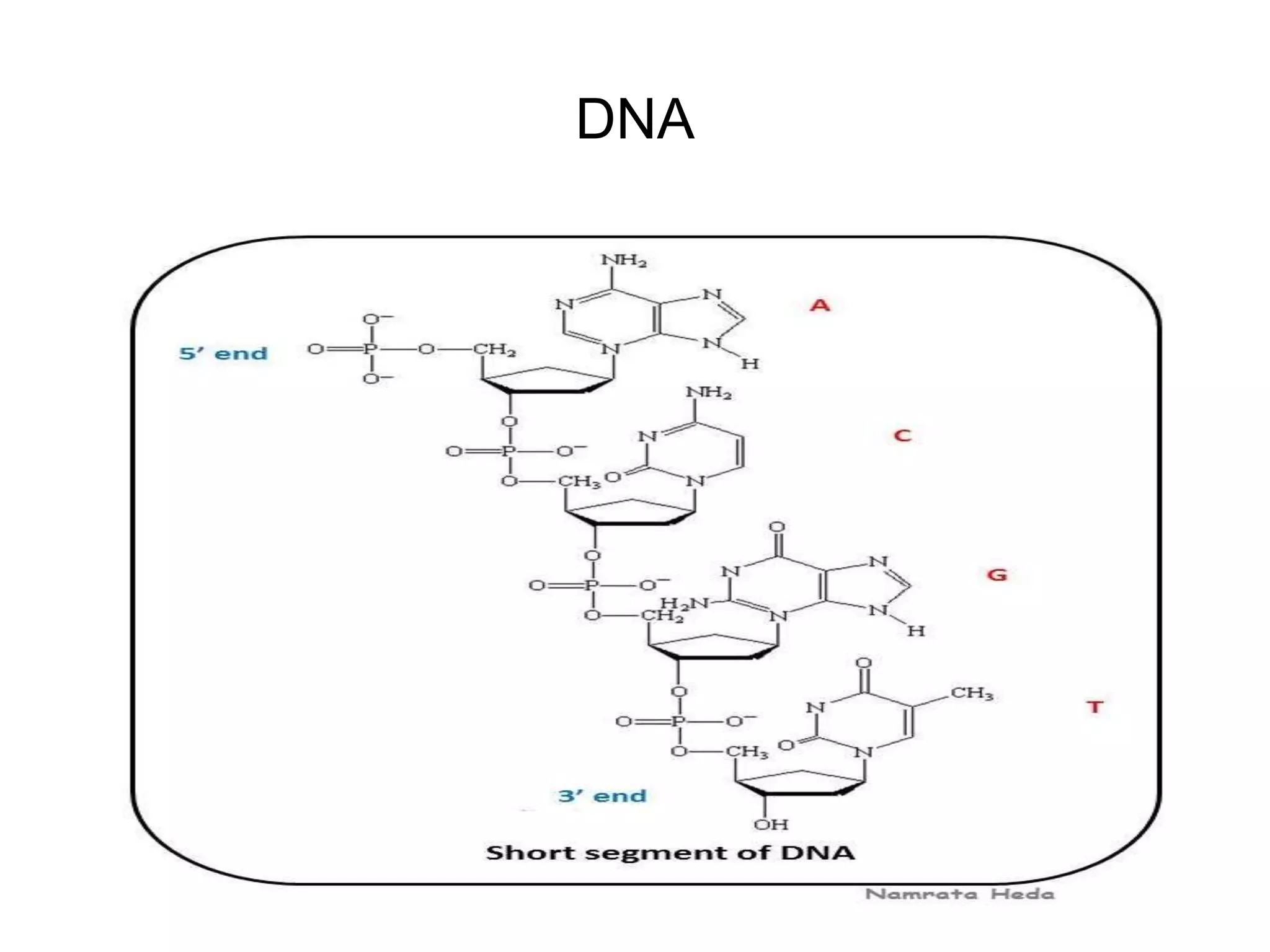 DNA
 