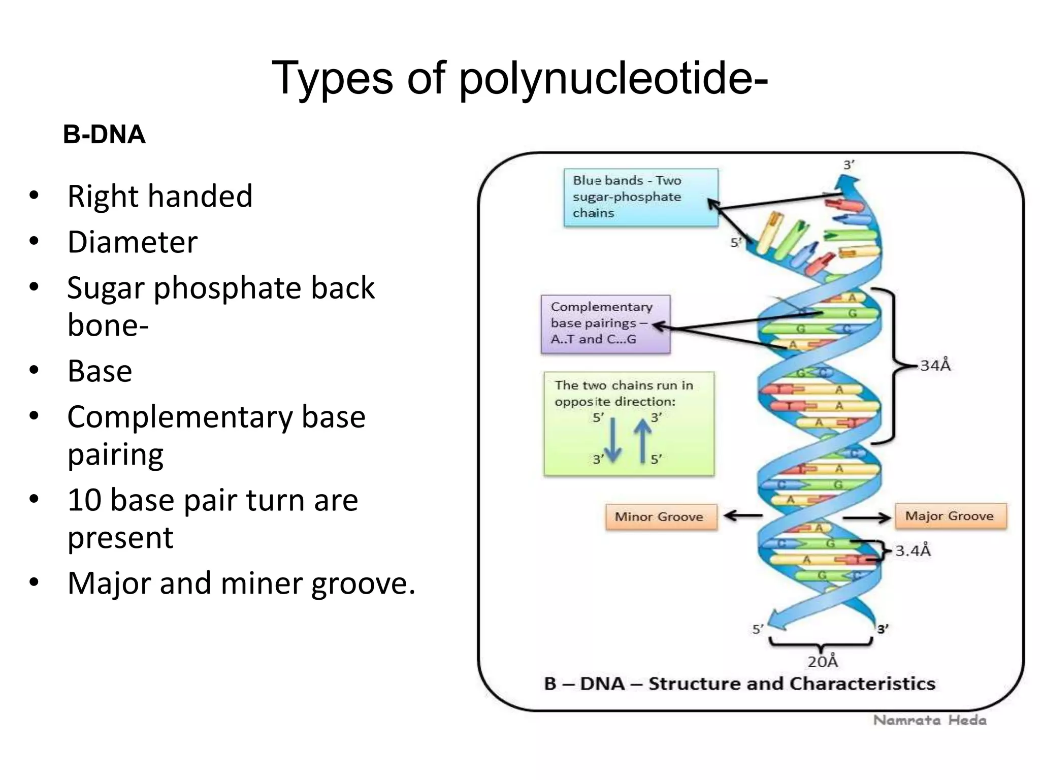 Types of polynucleotide-
• Right handed
• Diameter
• Sugar phosphate back
bone-
• Base
• Complementary base
pairing
• 10 base pair turn are
present
• Major and miner groove.
B-DNA
 