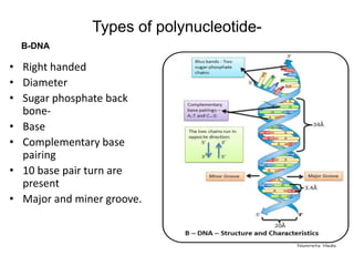 Conformational study of polynucleotide | PPT