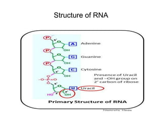 Polynucleotide Function Polynucleotide
