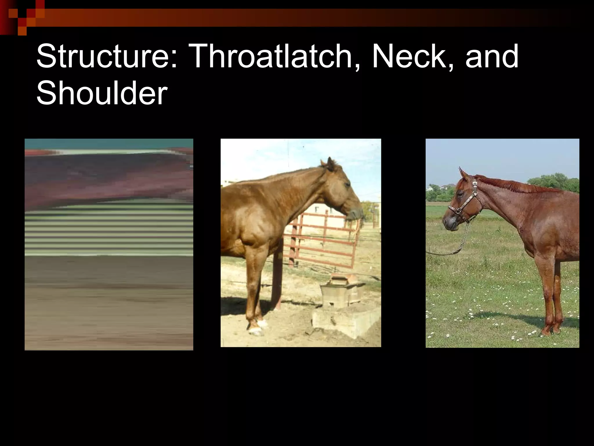 Structure: Throatlatch, Neck, and Shoulder  