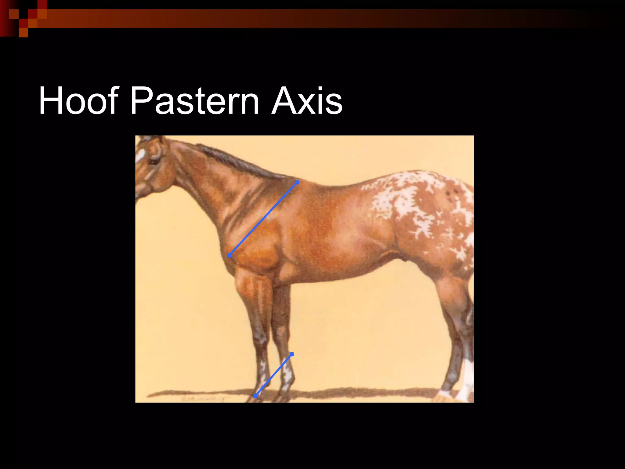 Hoof Pastern Axis 