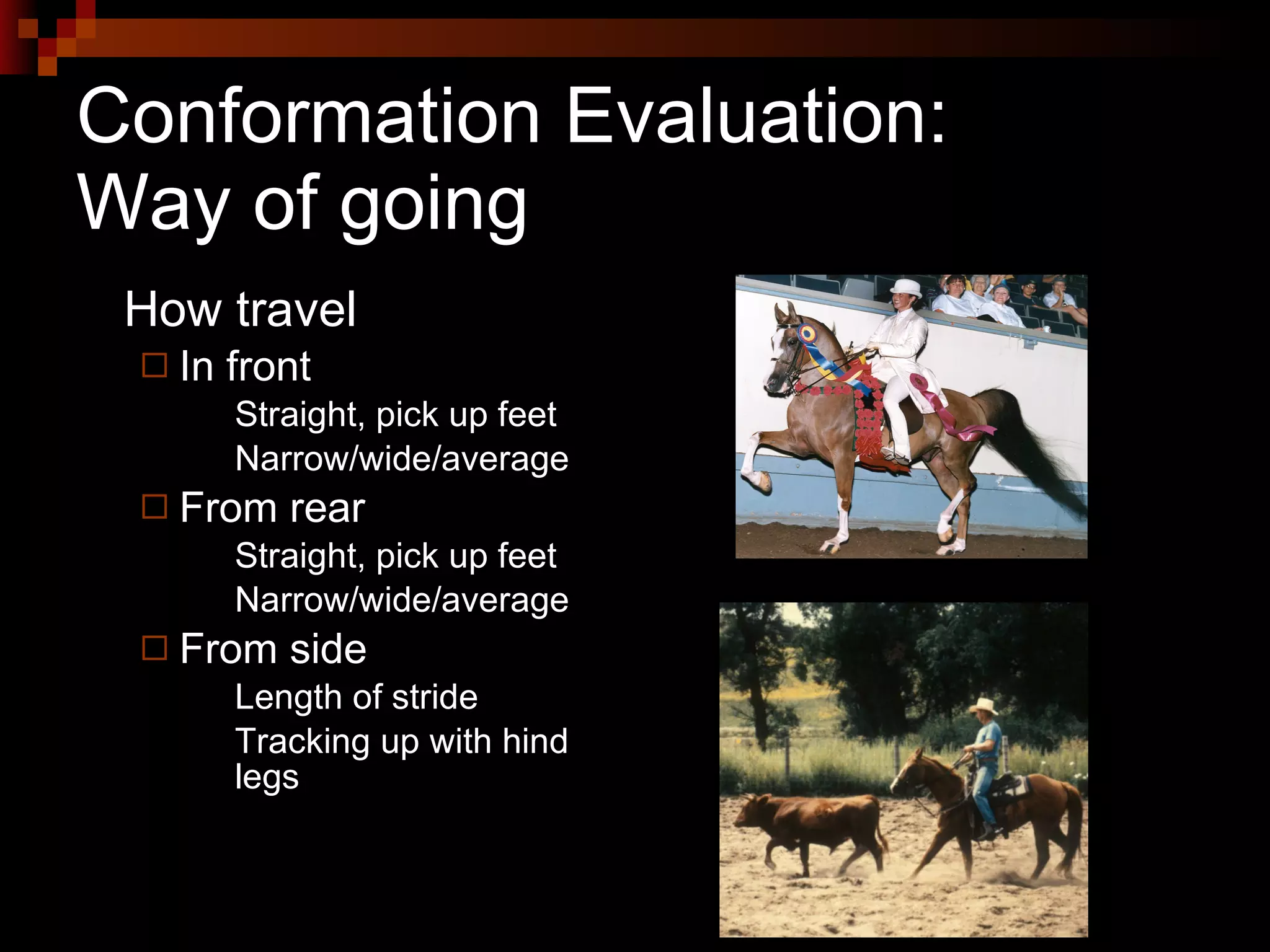 Conformation Evaluation:  Way of going How travel  In front Straight, pick up feet Narrow/wide/average From rear Straight, pick up feet Narrow/wide/average From side Length of stride Tracking up with hind legs 