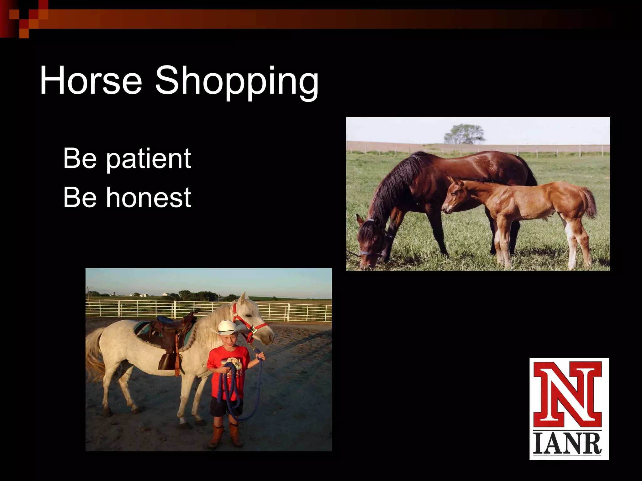 Horse Shopping Be patient Be honest 