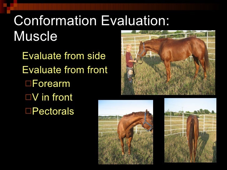 Conformation And Selection Of Horses (Anderson)