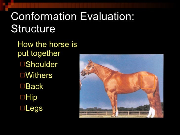 Conformation And Selection Of Horses (Anderson)