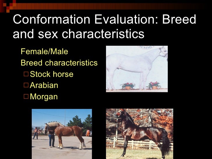 Conformation And Selection Of Horses (Anderson)