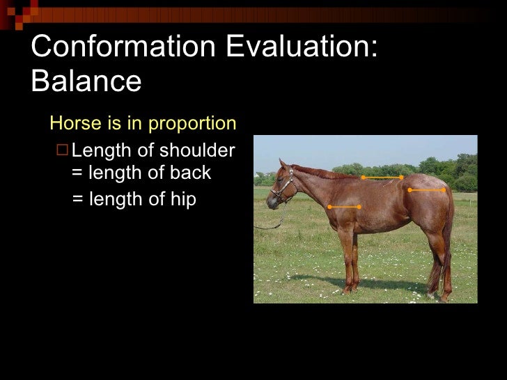 Conformation And Selection Of Horses (Anderson)