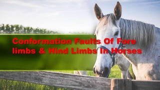 Conformation Faults Of Fore
limbs & Hind Limbs In Horses
 