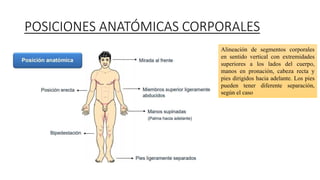 POSICIONES ANATÓMICAS CORPORALES
Alineación de segmentos corporales
en sentido vertical con extremidades
superiores a los lados del cuerpo,
manos en pronación, cabeza recta y
pies dirigidos hacia adelante. Los pies
pueden tener diferente separación,
según el caso
 