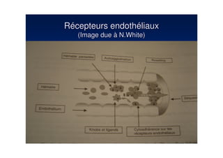 Récepteurs endothéliaux
   (Image due à N.White)
 