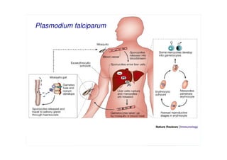 Plasmodium falciparum




          Iconographie aimablement autorisée par le Pr OKD
 