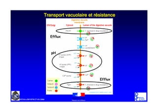 7UDQVSRUW YDFXRODLUH HW U«VLVWDQFH



   1 !!



     .




                          1 !!
 