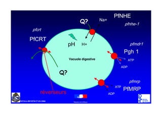 3I1 + (
                              +2           1 D
                                                               SIQ K H 
SIFUW

3I57
                       S +     +                                 SIP G U
                                                               3J K 
                       Vacuole digestive                          $73

                                                           $' 3

                 +2
                                                                  SIP US
                                                               3I0 53
                                                         $73
    U« Y H UV H X UV                              $' 3
 