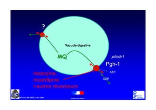 2


                      Vacuole digestive


                 =+                              SIP G U
                                           3J K 
U « V H U S LQ H                                $73

 Q LF D U G LS LQ H                       $' 3

   D X WUH V U« Y H UV H X UV
 