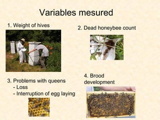 Variables mesured Weight of hives 2. Dead honeybee count 3.  Problems with queens - Loss - Interruption of egg laying 4 . Brood development 