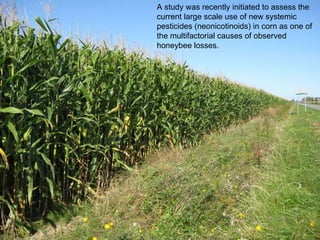 A study was recently initiated to assess the current large scale use of new systemic pesticides (neonicotinoids) in corn as one of the multifactorial causes of observed honeybee losses.   