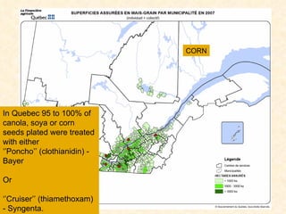 In Quebec 95 to 100% of canola, soya or corn seeds plated were treated with either  ‘’ Poncho’’ (clothianidin) -  Bayer  Or  ‘’ Cruiser’’ (thiamethoxam) - Syngenta.  CORN 