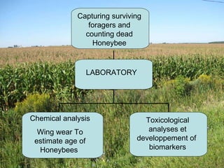 LABORATORY Capturing surviving foragers and counting dead Honeybee Chemical analysis Wing wear To estimate age of Honeybees  Toxicological analyses et developpement of  biomarkers 
