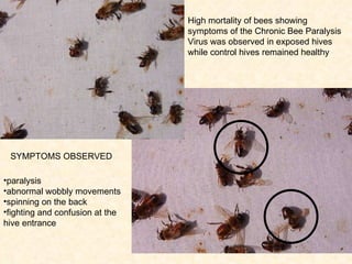 paralysis abnormal wobbly movements  spinning on the back  fighting and confusion at the hive entrance  SYMPTOMS OBSERVED High mortality of bees showing symptoms of the Chronic Bee Paralysis Virus was observed in exposed hives while control hives remained healthy   