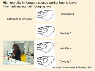 Category 1 Category 2 Category 3 Undamaged Estimation of wing wear High morality in foragers causes worker bee to leave hive : advancing their foraging role Adapted from Mueller & Mueller 1993 