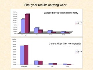 First year results on wing wear Exposed hives with high mortality Control hives with low mortality 