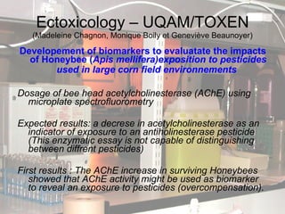 Ectoxicology  –  UQAM/TOXEN (Madeleine Chagnon, Monique Boily et Geneviève Beaunoyer) Developement of biomarkers to evaluatate the impacts of Honeybee ( Apis mellifera)exposition to pesticides used in large corn field environnements   Dosage of bee head  acetylcholinesterase (AChE) using microplate spectrofluorometry   Expected results: a decrese in  acetylcholinesterase as an  indicator of exposure to an anti holinesterase pesticide ( This enzymatic essay is not capable of distinguishing between diffrent pesticides) First results :  The AChE increase in surviving Honeybees showed that AChE activity might be used as biomarker to reveal an exposure to pesticides (overcompensation).  