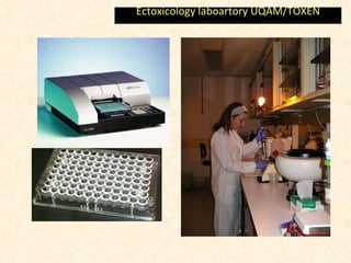 Ectoxicology laboartory UQAM/TOXEN 