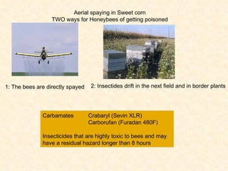 2:  Insectides drift in the next field and in border plants Aerial spaying in Sweet corn TWO ways for Honeybees of getting poisoned 1: The bees are directly spayed Carbamates  Crabaryl (Sevin XLR) Carborufan (Furadan 480F) Insecticides that are highly toxic to bees and may have a residual hazard longer than 8 hours  