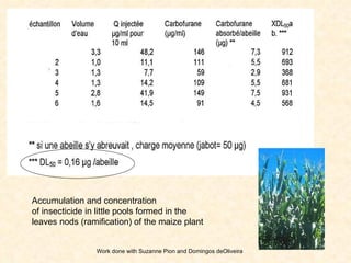 Accumulation and concentration  of insecticide in little pools formed in the  leaves nods (ramification) of the maize plant Work done with Suzanne Pion and Domingos deOliveira 