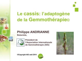 1
Le cassis: l’adaptogène
de la Gemmothérapie©
Philippe ANDRIANNE
Botaniste,
Président de
l’Association Internationale
de Gemmothérapie (AIG)
©Copyright AIG asbl 2014
 