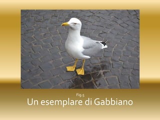 Un esemplare di Gabbiano
Fig.5
 